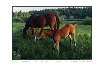 fotokonst av hästar, Pferde, horse