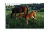 fotokonst av hästar, Pherde, horsebreeding digitaltryck, digitaldruck, digitalprinting, digitalimprimé